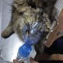 Animal House pet clinic