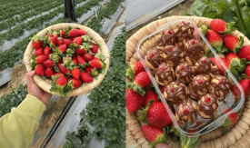 OMI Desserts