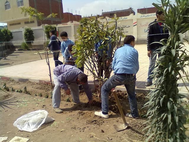 Agricultural High School Bmnaa wheat