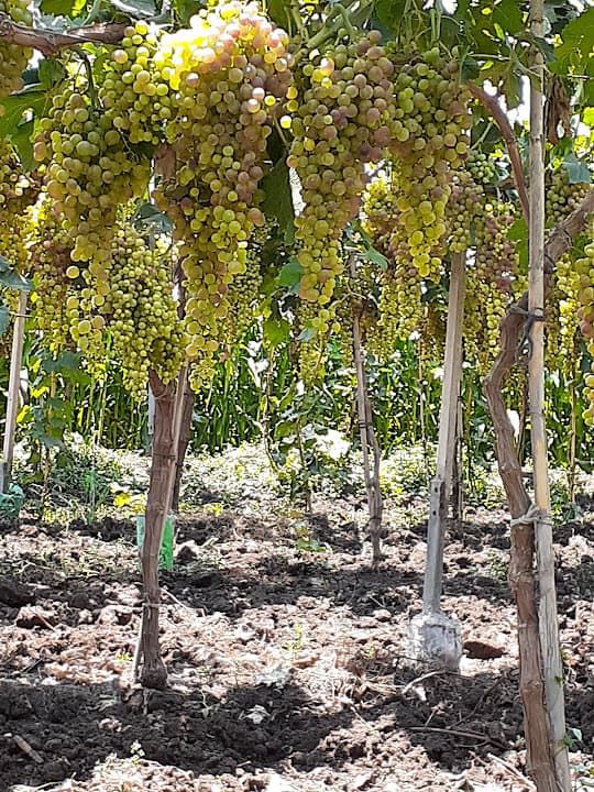 مدرسة محلة روح الابتدائى