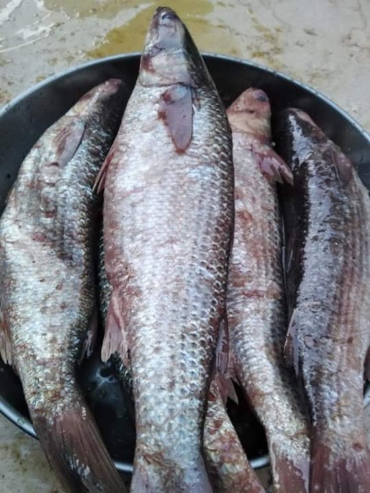 فسخاني الأمام