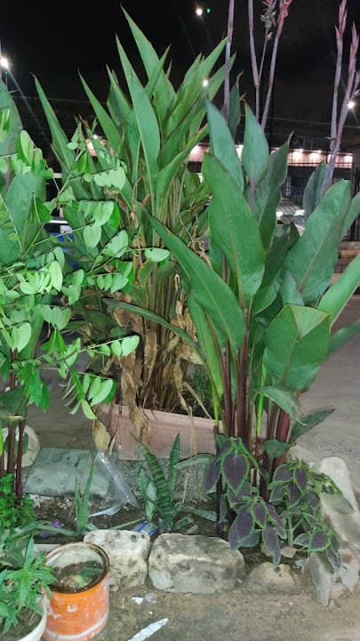 اولاد شرشوح