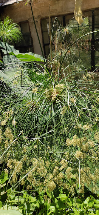 Botanical garden of Alexandrina University