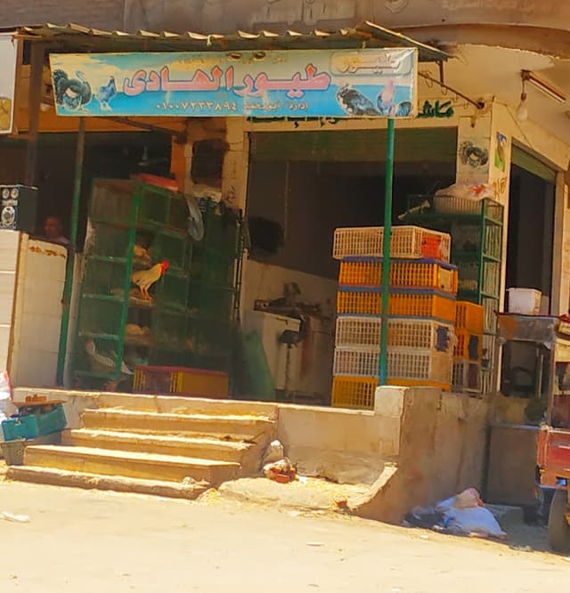 طيور الهادي