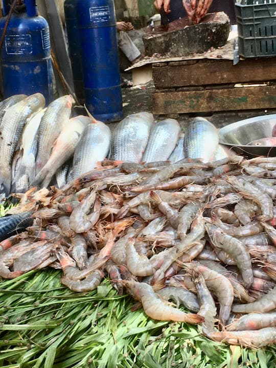 اسماك ابوحسين