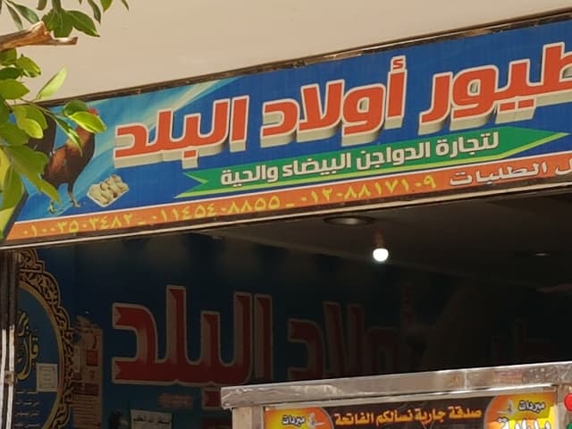 طيور أولاد البلد