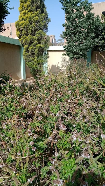 مدرسة ٦ اكتوبر الثانوية بنات بالحى السادس