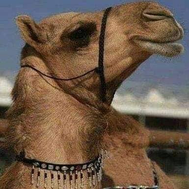 جزارة محمود العنتبلي جملي