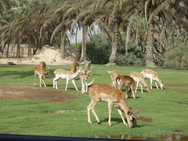 افريكا بارك