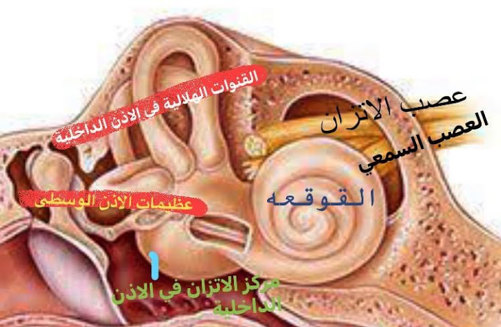 عيادة دكتور محمد حمدي -إستشاري أنف وأذن وحنجرة- بالقاهرة