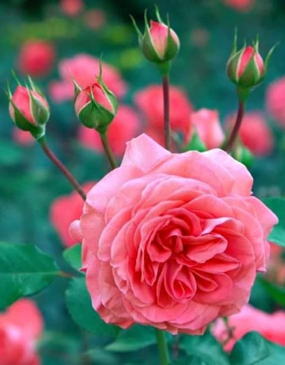 هايبر ماركت عثمان