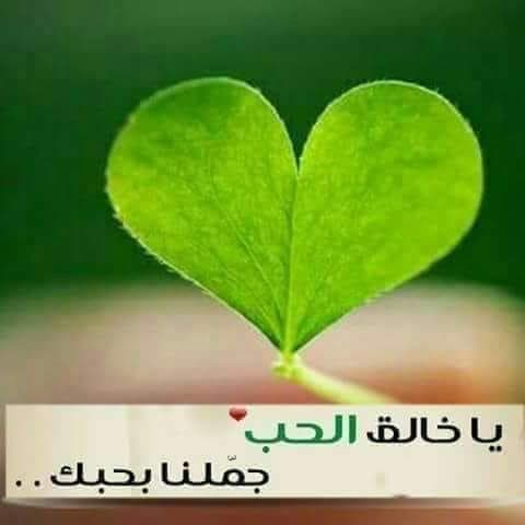 دكتور طارق حمدى