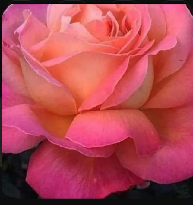 د / طارق الحمامى