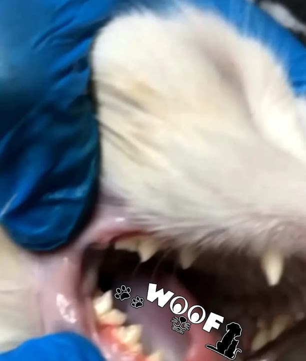 WOOF Clinic - عيادة وسبا ووف للحيوانات الأليفة