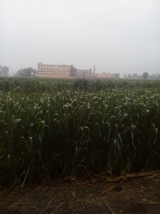 معهد صروة الأزهري