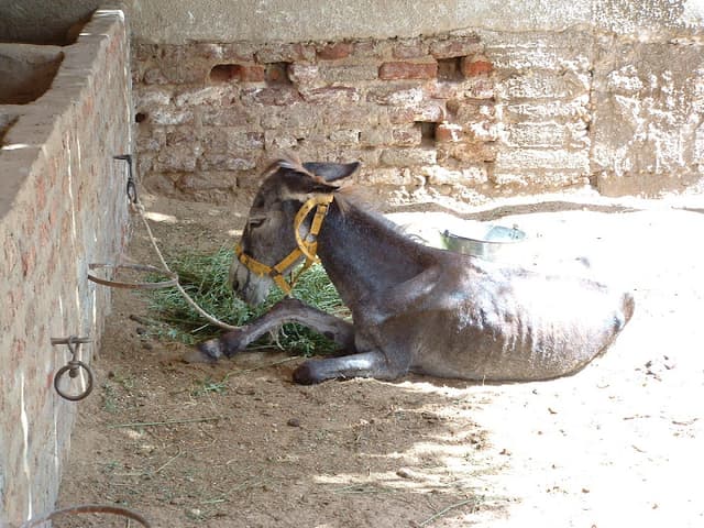 Brooke Hospital For Animals Office