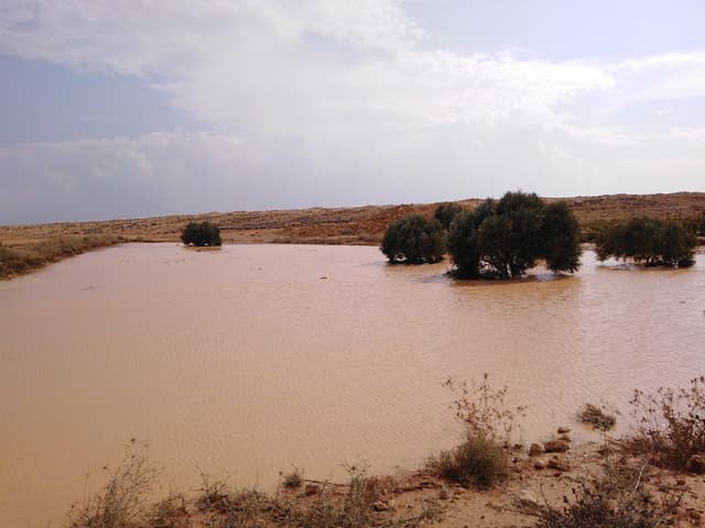 Um Primary School vultures Benin