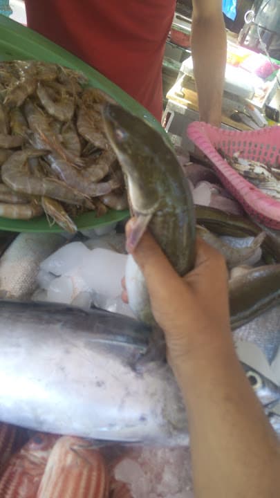 اسماك عروس البحر