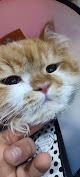 Pet familia العيادة البيطرية