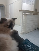 The Ark animal clinic