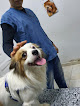 Save pets clinic ( عيادة بيطرية شبرا) د.كيرلس انسى