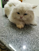 pet square veterinary clinic (Dr.Hager Said) - El Nozha