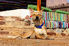 I-Vet Clinic