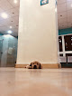 Happy Pets - Nasr City Branch