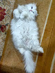 Cats & Dogs Veterinary Clinic
