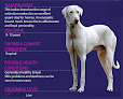 العيادة البيطرية Lovely Pets الحي الثامن مدينة نصر