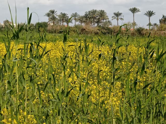 Kafr Hamidou Preparatory School