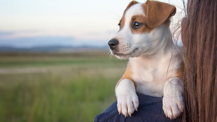 Happy Pets Clinic