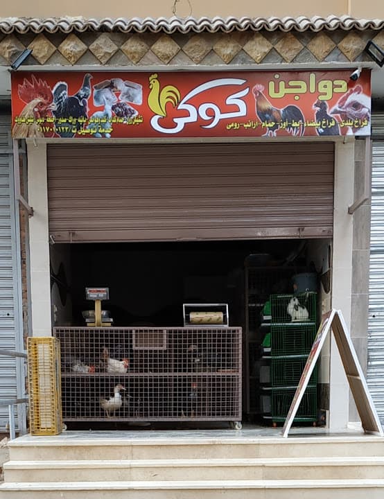 دواجن كوكي السحاب