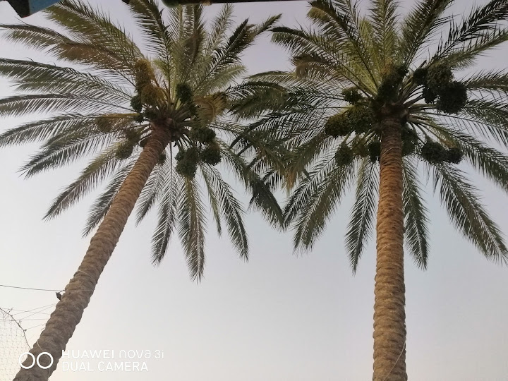 الوادى الاخضر للطب النفسي