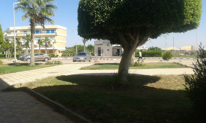 Barghash Fish - برغاش