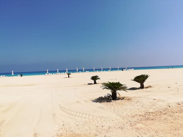 Seashell - سي شيل