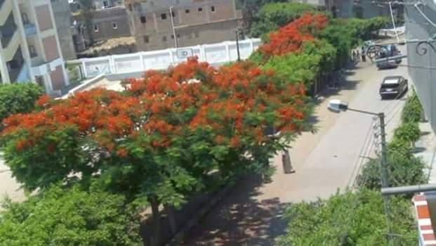 School Jamal al-Din Sheta