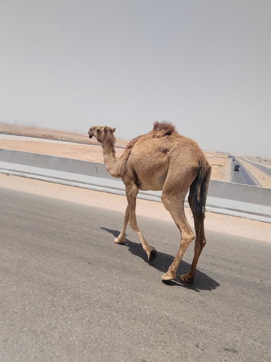 مدرسة عمر بن الخطاب الرسمية للغات