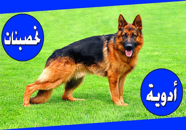 الرضا للخدمات البيطريه