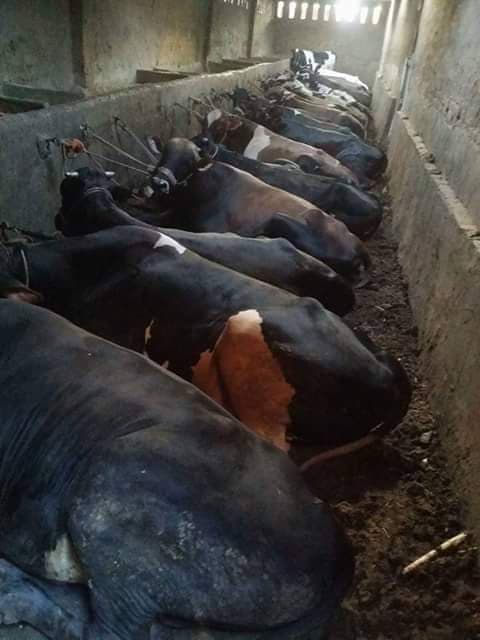 جزارة المصطفي