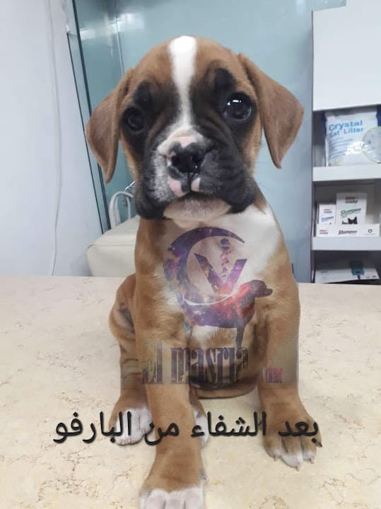 ElMasria Vet. Clinic