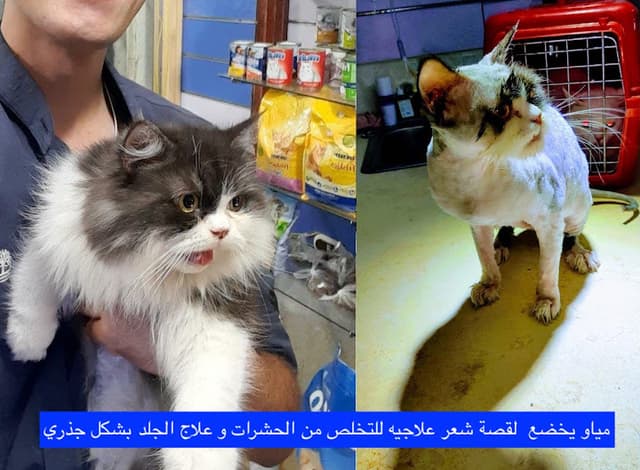 عيادة Petlinic البيطرية