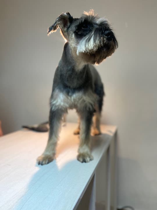 PetCare Clinic