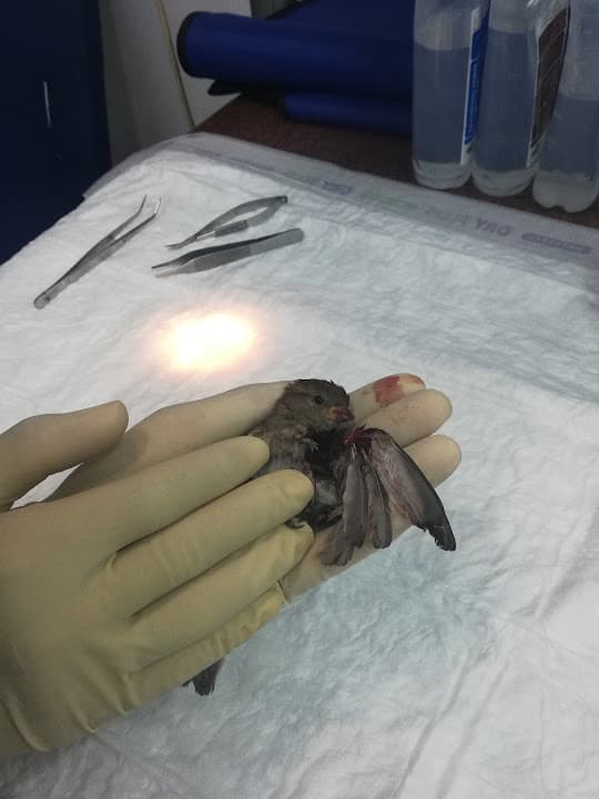 El Raml Vet Clinic