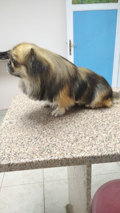 عيادة كفر عبده البيطريه - Pet Zone veterinary center‏