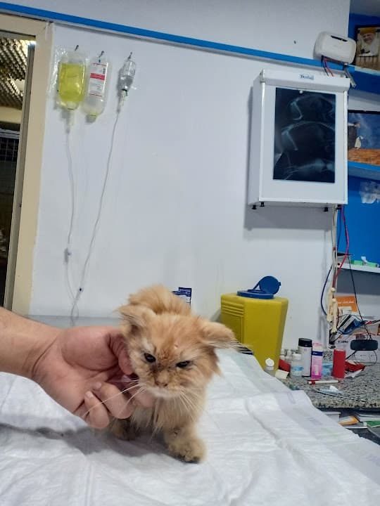 Cats & Dogs Vet Center