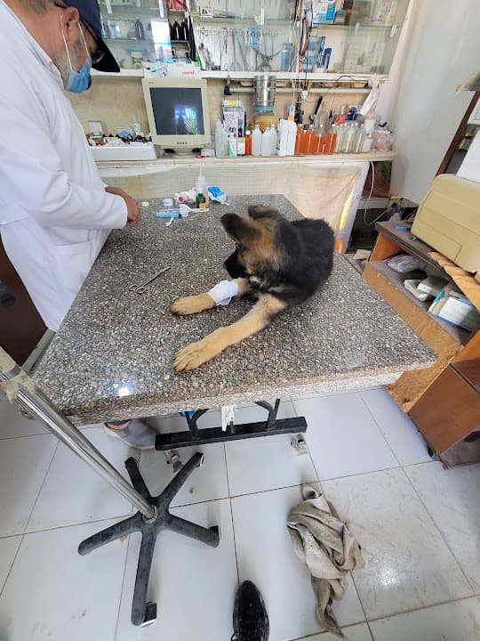 Holland Veterinary Clinic