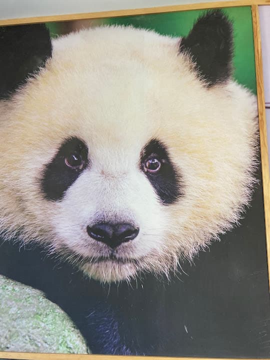 Panda House
