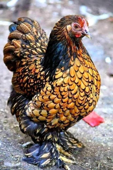 طيور الشمس