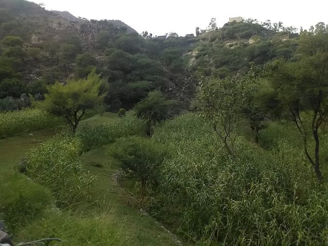 السلماني